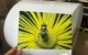 Sublimation Aluminum for Prints